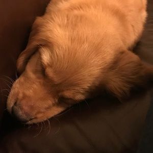 Meet your Posher, Garrett